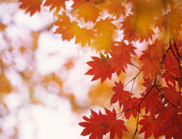 Newsletter Octobre 2008
