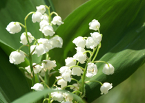 

Muguet du mois de (...)