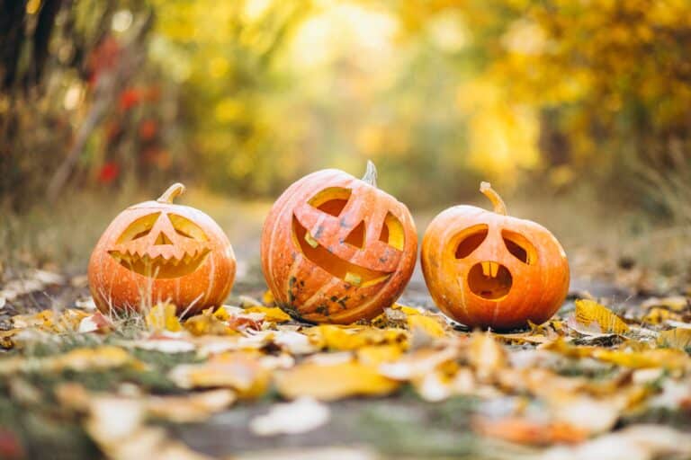 Photo de citrouilles dans la forêt à l'automnen marketing digital halloween